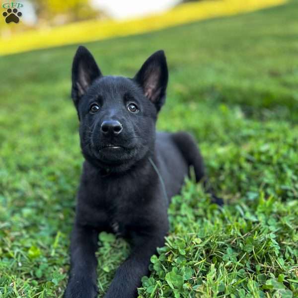 Cora, Belgian Malinois Puppy