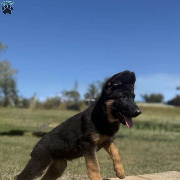 Lonnie, German Shepherd Puppy