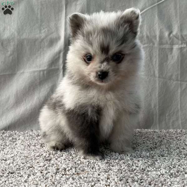 Gavin, Pomeranian Puppy