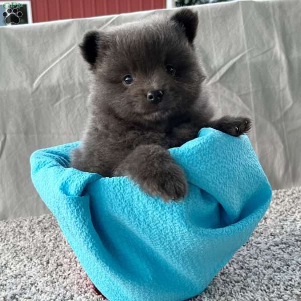 Georgie, Pomeranian Puppy