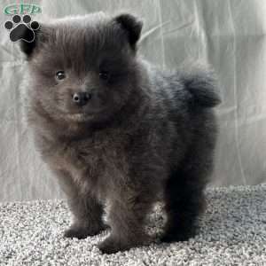 Georgie, Pomeranian Puppy