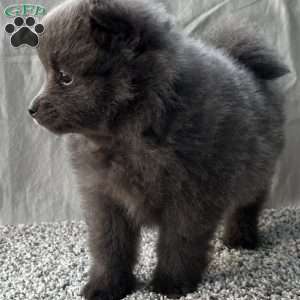 Georgie, Pomeranian Puppy