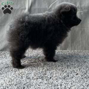Georgie, Pomeranian Puppy