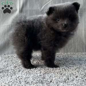 Georgie, Pomeranian Puppy