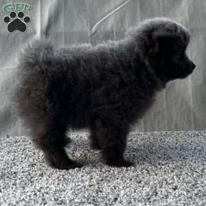 Georgie, Pomeranian Puppy