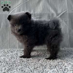 Georgie, Pomeranian Puppy