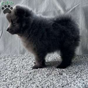 Georgie, Pomeranian Puppy