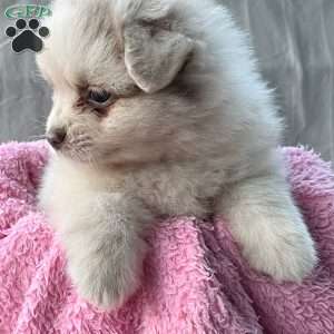 Gracie, Pomeranian Puppy