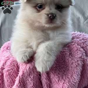 Gracie, Pomeranian Puppy