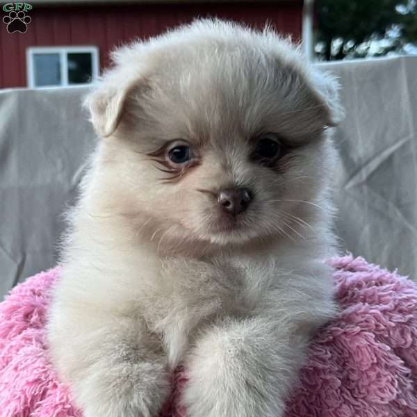 Gracie, Pomeranian Puppy