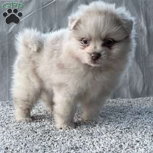 Gracie, Pomeranian Puppy