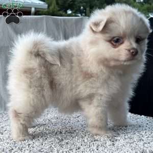 Gracie, Pomeranian Puppy