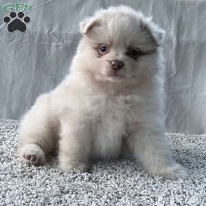 Gracie, Pomeranian Puppy