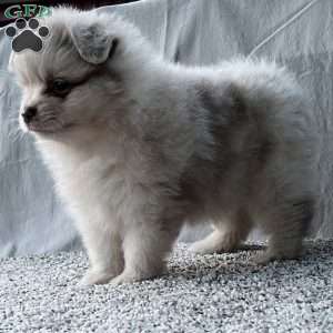 Gracie, Pomeranian Puppy