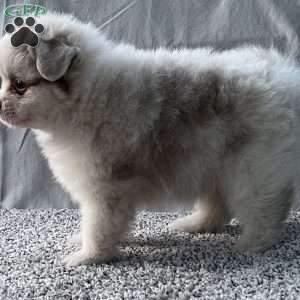 Gracie, Pomeranian Puppy