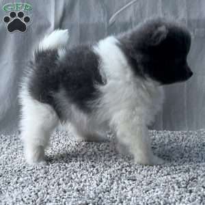 Gabby, Pomeranian Puppy