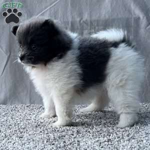 Gabby, Pomeranian Puppy
