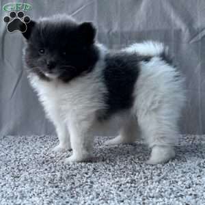 Gabby, Pomeranian Puppy