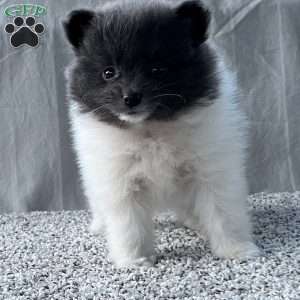 Gabby, Pomeranian Puppy