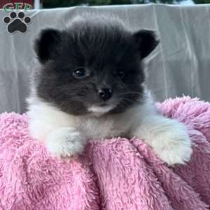Gabby, Pomeranian Puppy