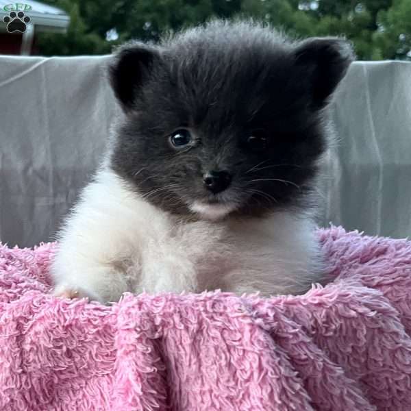 Gabby, Pomeranian Puppy