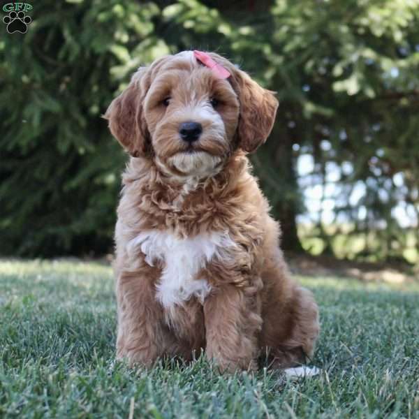 F1B Nova, Mini Goldendoodle Puppy
