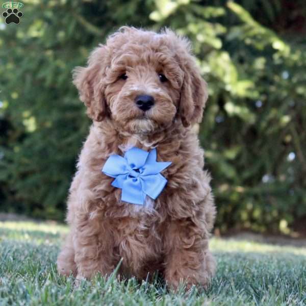 F1B Louie, Mini Goldendoodle Puppy