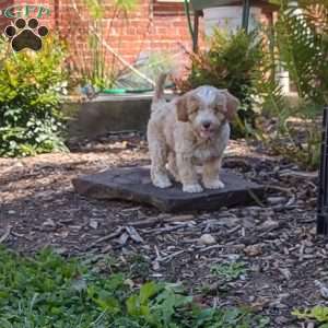 Ocean, Cavapoo Puppy