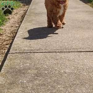 Breeze, Cavapoo Puppy