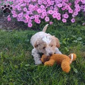 Ocean, Cavapoo Puppy