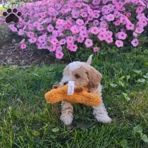 Ocean, Cavapoo Puppy