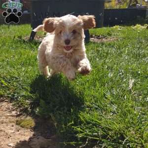 Ocean, Cavapoo Puppy