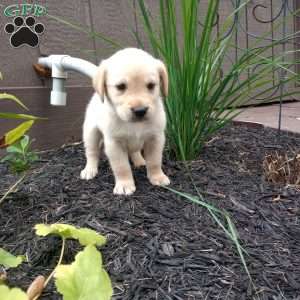 Sasha, Golden Labrador Puppy