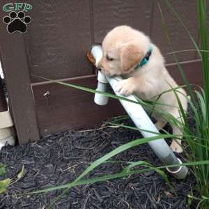 Sasha, Golden Labrador Puppy