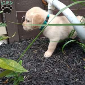 Sasha, Golden Labrador Puppy
