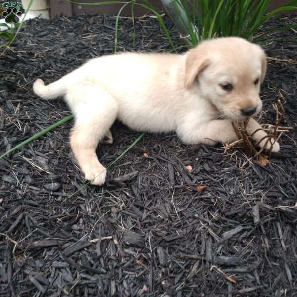 Sasha, Golden Labrador Puppy
