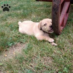 Penny, Golden Labrador Puppy