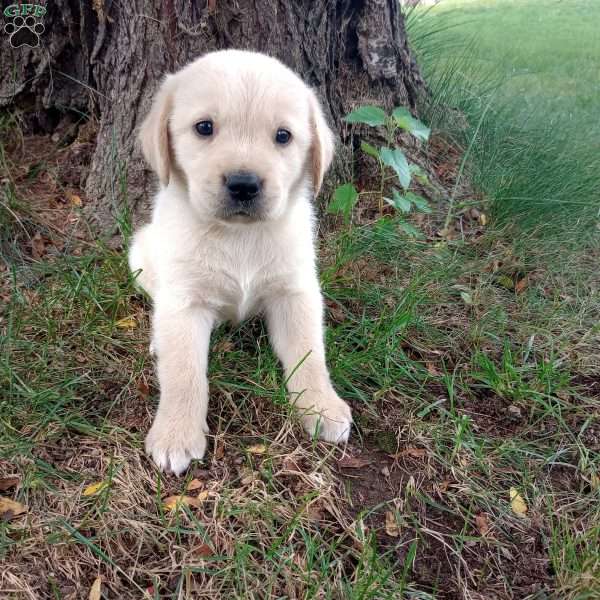 Ricky, Golden Labrador Puppy