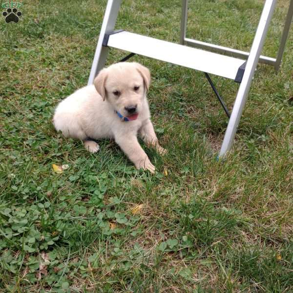 Rex, Golden Labrador Puppy