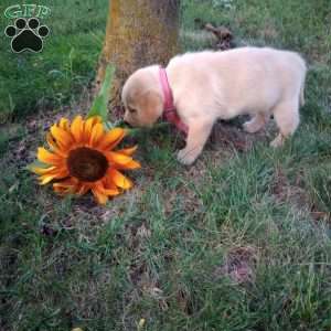 Ginger, Golden Labrador Puppy