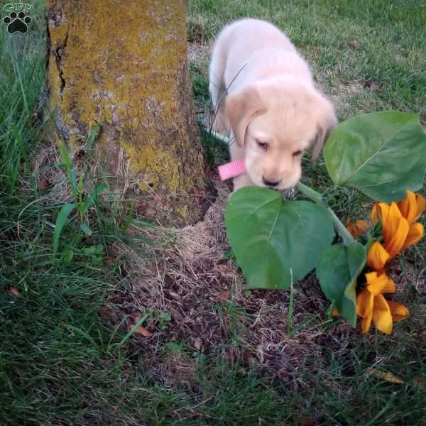 Ginger, Golden Labrador Puppy