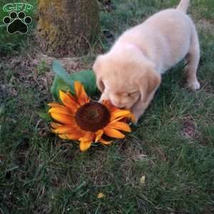 Ginger, Golden Labrador Puppy