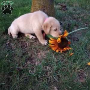 Ginger, Golden Labrador Puppy
