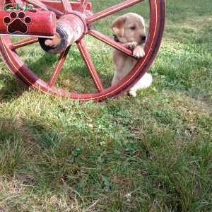 Penny, Golden Labrador Puppy