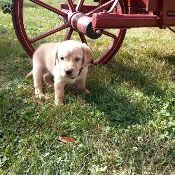 Penny, Golden Labrador Puppy