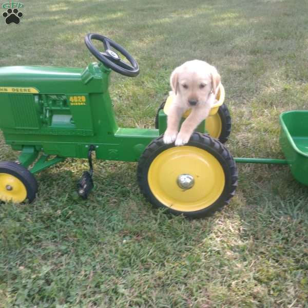 Copper, Golden Labrador Puppy