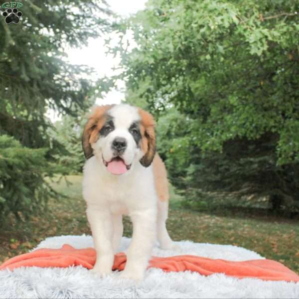 Falcon, Saint Bernard Puppy