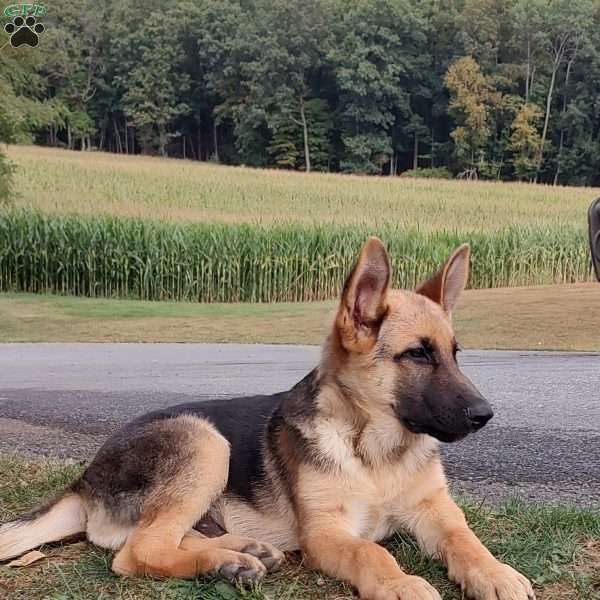 Commander, German Shepherd Puppy