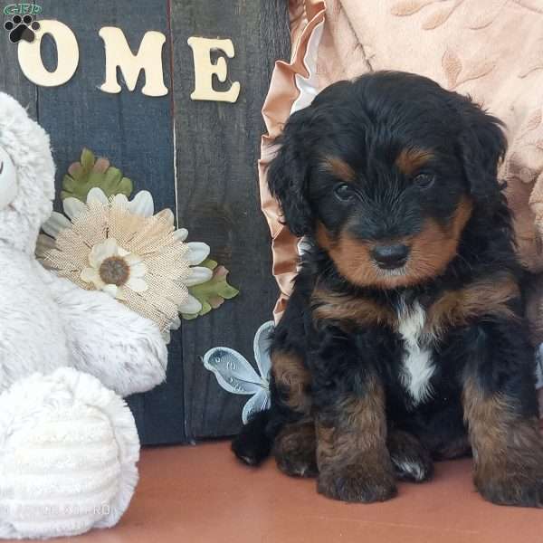 Danny, Mini Bernedoodle Puppy