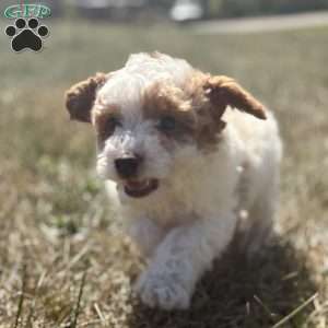 Dino, Maltipoo Puppy